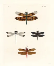 Bildflügel-Libelle, Rhyothemis variegata 1, rotbrauner Waldgleiter, Neurothemis fulvia 2, schwarz-weißer Reisfeldgleiter, Neurothemis tullia 3, und Schattenjungfer, Palaemnema paulina 4. Handkolorierte Lithografie aus John O. Westwoods neuer Ausgabe von