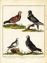Tauben: Polnische Taube, Kropftaube, Schneehuhn und Turbit. 1792 (Gravur)