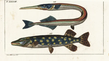 Hecht (oder Nordhecht) - Orphia - Nordhecht, Esox lucius 117, und Meernadel oder Hornhecht, Belone belone 118. Handkolorierter Kupferstich nach Jacob Nilson aus Gottlieb Tobias Wilhelm