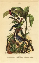 Rosenkopf-Fruchttaube, Ptilinopus porphyreus, Buru-Grüntaube, Treron aromaticus, und Luzon-Blutbrusttaube, Gallicolumba luzonica