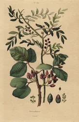 Pistazienbaum, Pistacia vera