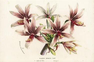 Placea ornata, heimisch in Chile. Handkolorierte Lithographie aus Louis van Houtte und Charles Lemaire