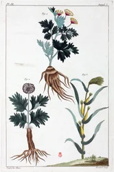 Medizinische Pflanzen, China