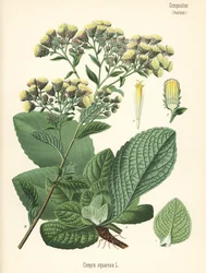 Alant, Inula conyza. Chromolithographie nach einer botanischen Illustration aus Hermann Adolph Koehlers Heilpflanzen, herausgegeben von Gustav Pabst, Koehler, Deutschland