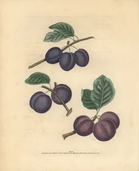 Pflaumensorten, Prunus domestica: Tours, Lawrane