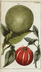 Pomelo oder Pummelo, Citrus maxima