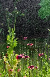 Mohnblumen (Papaver somniferum) und Samenkapseln im Sommerregen, Gower, Südwales