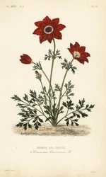 Kronenanemone, Anemone coronaria