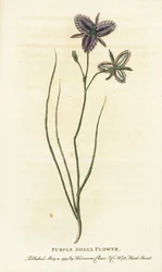 Purpurne Schalenblume aus New South Wales, Australien. Handkolorierter Kupferstich aus 
