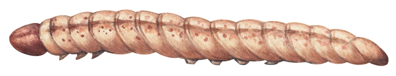 Maiszünsler (Ostrinia nubilalis)