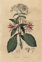 Chinin, Cinchona officinalis 1 und Ladenbergia oblongifolia, gefährdet, 2