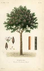Chinarinde