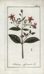 Chinarinde (Cinchona officinalis). Lithographie aus Afbeelding der Artseny-Gewassen von Johannes Zorn, Niederlande