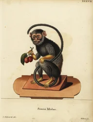 Rot- oder Goldhandtamarin, Saguinus midas. Simia midas. Handkolorierter Kupferstich von Joseph Kellner nach einer Illustration von George Edwards aus Johann Christian Daniel Schrebers Tierillustrationen nach der Natur, oder Schrebers Fantastische Tiere