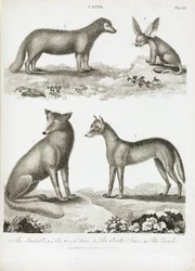 Füchse und Schakale