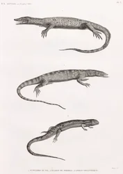 Reptilien: Tupinambis Nil