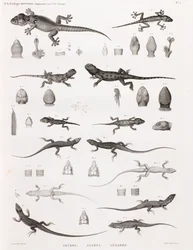 Reptilien: Geckos, Agamen, Eidechsen