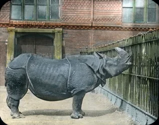 Nashorn