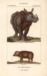 Nashorn und Klippschliefer