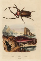 Nashorn-Skarabäus, Golofa porteri 1, Kretischer Papageifisch, Scarus creticus 2, und Scarites buparius Käfer 3