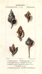 Felsenschnecken aus Jussieus "Wörterbuch der Naturwissenschaften", Florenz, Italien