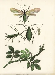 Rosenblattlaus, Aphis rosae, auf Rosenstrauch. Handkolorierte Lithographie aus Georg Friedrich Treitschkes Galerie der Naturgeschichte, Naturhistorischer Bildersaal des Tierreiches, Leipzig-1842