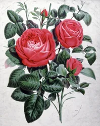 Rosen, ca. 1850 (Gravur)