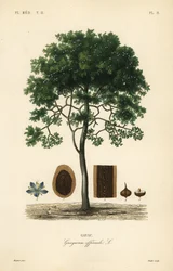 Guajakholz