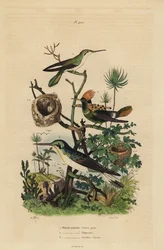 Braunschwanzamazilie, Amazilia tzacatl, Schmuckelfe, Lophornis ornatus, und Schwarzohrelfe, Heliothryx auritus