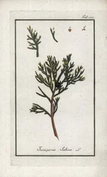 Sadebaum (Juniperus sabina). Lithographie aus „Afbeelding der Artseny-Gewassen“ von Johannes Zorn (1739-1799), Niederlande