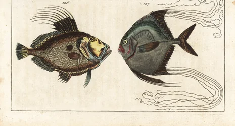 Petersfisch (oder Meereshenne, Doree oder Zee) - Afrikanischer Pompano, Alectis ciliaris 127. Handkolorierte Kupferstichgravur aus Gottlieb Tobias Wilhelms Enzyklopädie der Naturgeschichte: Fische