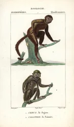 Sajou oder Kapuzineraffe und Totenkopfaffe