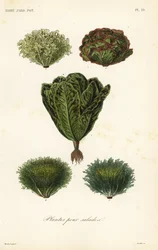 Salatgemüse, plantes pour salades