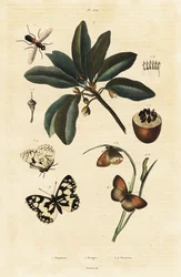 Sapodilla und Motten