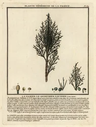 Sadebaum