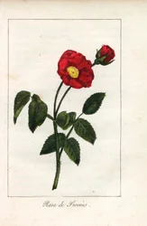 Scharlachrote Provence-Rose, Rose von Provins, Rosa gallica. Handkolorierte Kupferstich einer Illustration von Miss Prudhomme aus „Hommage rendu a la Rose“, Paris, circa 1815. Ein Geschenkbuch mit der Geschichte der Rose und einem Dutzend botanischer Minia