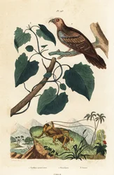 Schizodactylus monstrosus Grille 1, Fettschwalm, Steatornis caripensis 2, und Mikania guaco Rebe 3