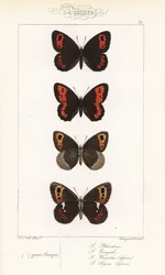 Schottischer Mohrenfalter, Erebia aethiops, und andere. Handkolorierter Stahlstich von den Pauquet-Brüdern nach einer Illustration von Alexis Nicolas Noel aus Hippoly