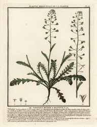 Hirtentäschel