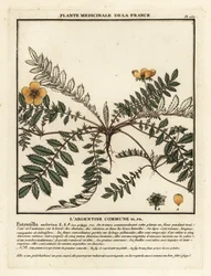 Gänsefingerkraut, Potentilla anserina