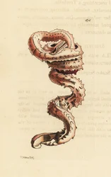 Schlitzwurmgehäuse, Tenagodus anguinus (Muricated serpula, Serpula muricata). Illustration gezeichnet und graviert von Richard Polydore Nodder. Handkolorierter Kupferstich aus George Shaw und Frederick Nodders The Naturalist