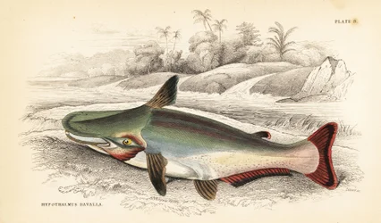 Schrägkopf-Wels, Ageneiosus inermis (Dawalla der Arawaaks, Hypothalmus davalla). Handkolorierte Stahlstich von W.H. Lizars nach einer Illustration von James Stewart aus Robert Schomburg