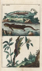 Glatter oder gewöhnlicher Molch und Sand-Eidechse - Starkes Wasser von Gottlieb Tobias Wilhelm (1758-1811), aus Enzyklopädie der Naturgeschichte: Amphibien