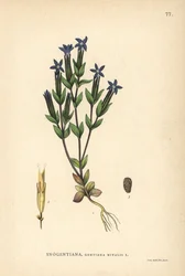 Schnee-Enzian, Gentiana nivalis