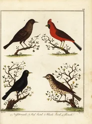 Singvögel: Nachtigall, roter Vogel, schwarzer Vogel und Drossel. 1792