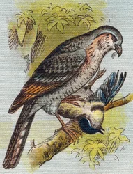 Spatz. Gravur in "Alphabet de ma petite fille". Bernardin-Bechet und Fils, Buchhändler-Verleger, Paris, um 1895.