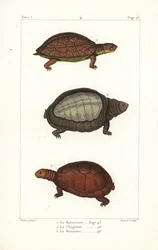 Gefleckte Schildkröte, Rhinoclemmys punctularia 1, indische Klappbrustschildkröte, Lyssemys punctata 2, und nordafrikanische Helmschildkröte, Pelomedusa subrufa olivacea. Handkolorierter Kupferstich von David nach einer Illustration von Jean-Gabriel Pretre
