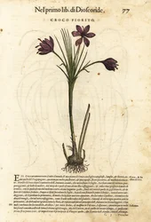 Frühlingskrokus, Crocus vernus (Croco fiorito). Handkolorierter Holzschnitt von Wolfgang Meyerpick nach einer Illustration von Giorgio Liberale aus Pietro Andrea Mattioli