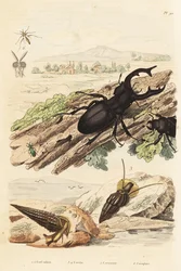 Hirschkäfer, Lucanus cervus 1, Cerithium sulcatum und Rhinoclavis aspera Mollusken 3,4, Cerocoma elateroides 5 und Keroplatus tipuloides Wespe 6