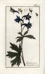 Stephanskraut (Delphinium staphisagria). Lithographie aus „Afbeelding der Artseny-Gewassen“ von Johannes Zorn (1739-1799), Niederlande